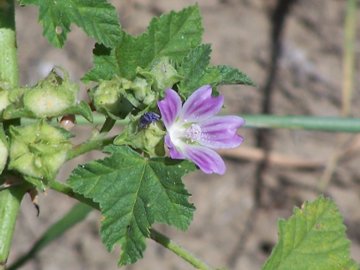 Malva nicaeensis e M. sylvestris